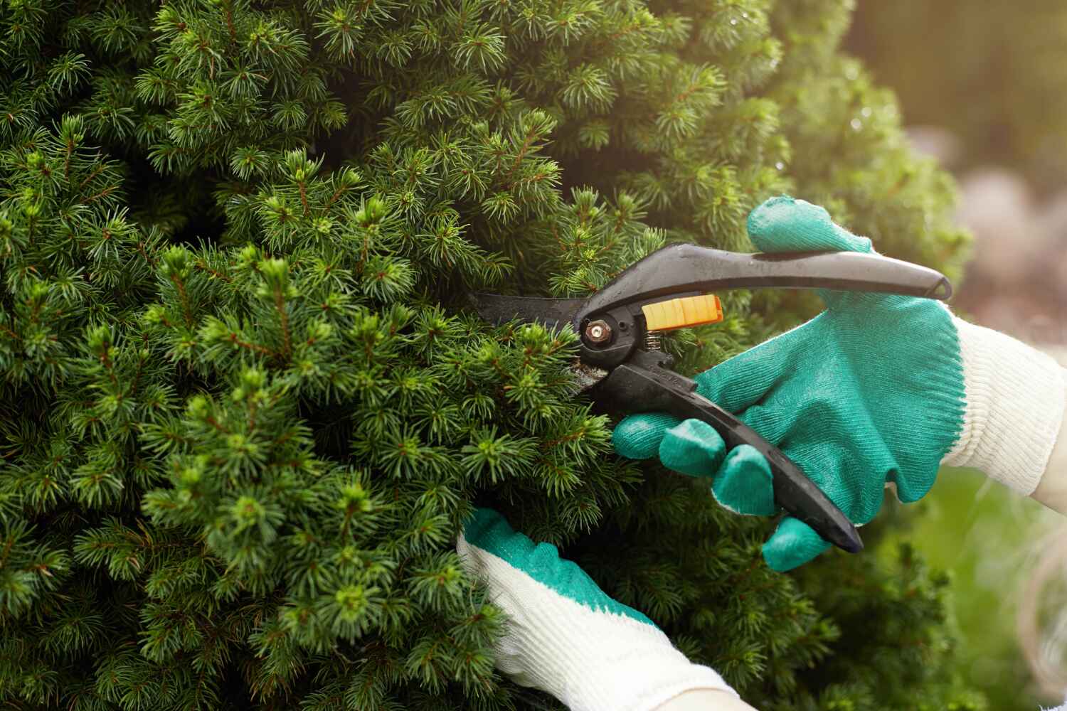 Best Professional Tree Care  in Fort Washington, MD